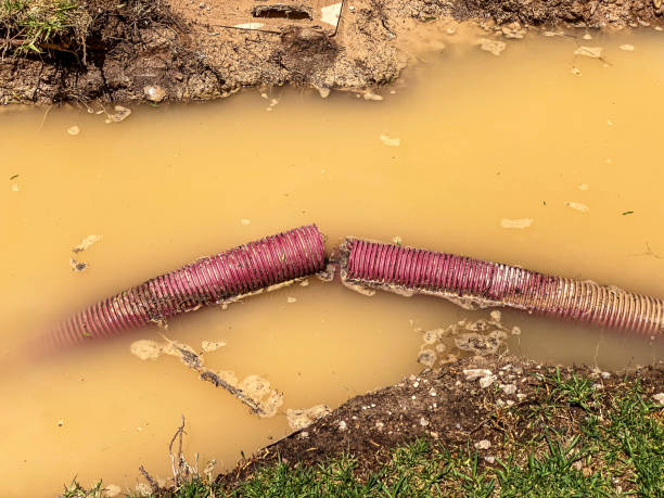 Best Carpet water damage restoration  in Doney Park, AZ